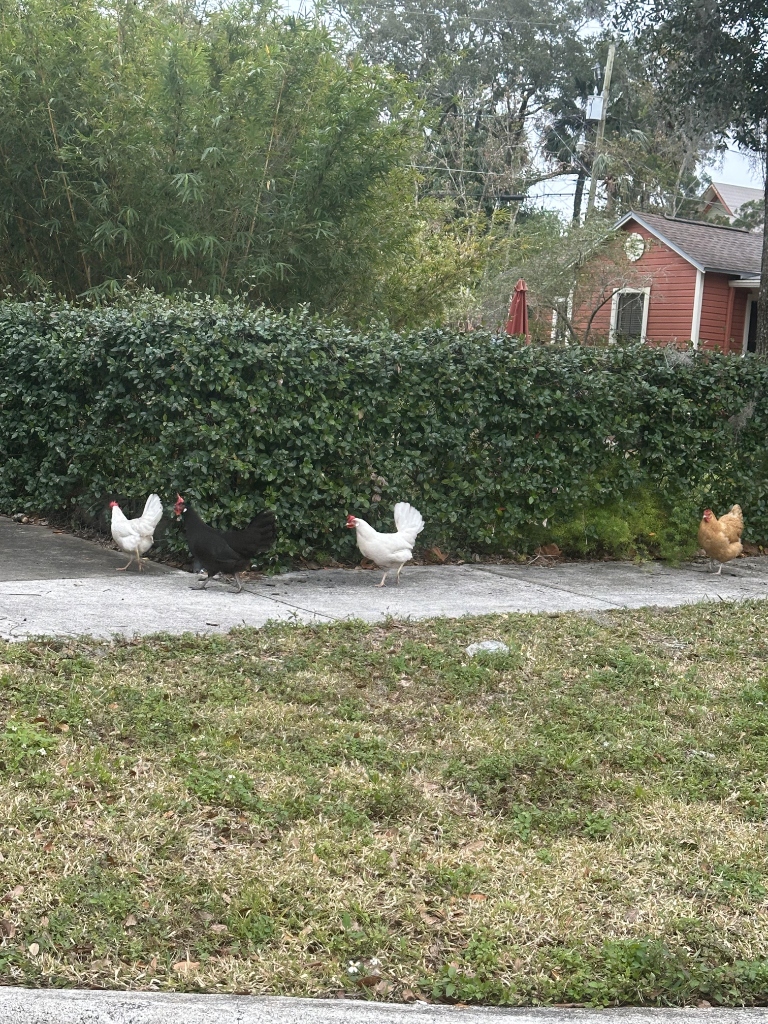 Sanford Chickens Photo